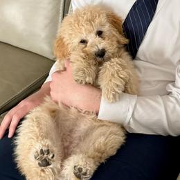 Snuggly Sis' - Lime Girl SALE - Yellow and white female Bernedoodle puppy in South Jordan, Utah from Ellas.Pups (Bernedoodles & Cavapoos)