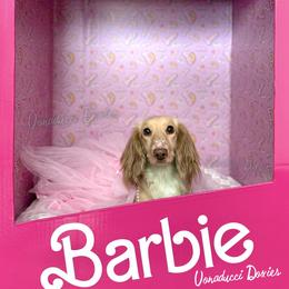 Monreaux - Dachshund