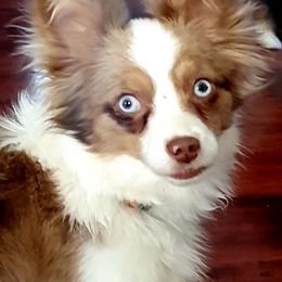 Hooey - Toy Australian Shepherd