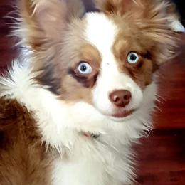 Hooey - Toy Australian Shepherd