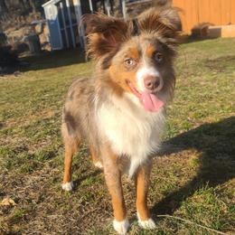 Australian Shepherd, Miniature American Shepherd, and Miniature Australian Shepherd All Grown Up from Spirited Aussies
