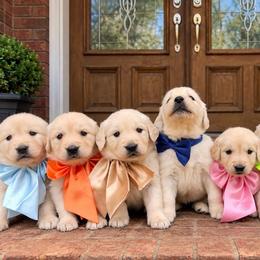 Forth pick female - Light golden female Golden Retriever puppy in Harrisburg, North Carolina from Bunn Ranch Goldens & Bernese