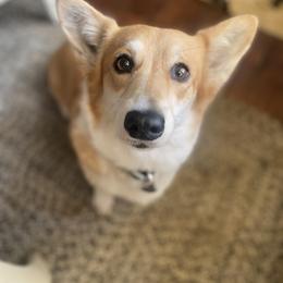 Dutch - Pembroke Welsh Corgi
