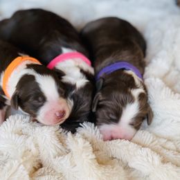 Aussiedoodle Puppies from Sand Hill Aussies and Doodles