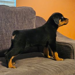 Boy 1 - Black and mahogany male Rottweiler puppy in Houston, Texas from Hicks Farms Rottweilers