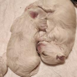 Maltese - White female Maltese puppy in Zanesville, Ohio from Donna's Maltese