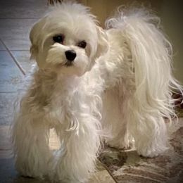 Maltese Puppies from The Royal Furbabies