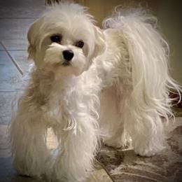 Maltese Puppies from The Royal Furbabies