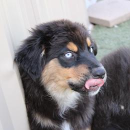 Winton - Black tri-color male Australian Shepherd puppy in Sonoita, Arizona from Gardner Canyon Kennels