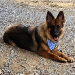 Remi - German Shepherd