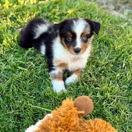 Alani - Blue merle female Miniature Australian Shepherd puppy in Lincoln, California from Country Dreams Mini Aussies