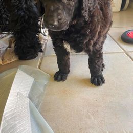 Poodle Puppies from TGT Fancy Pants Poodles