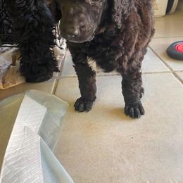 Poodle Puppies from TGT Fancy Pants Poodles