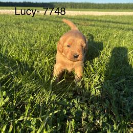 Girl 1 - 7748 - Cream female Goldendoodle puppy in Wever, Iowa from JK Royal Lines