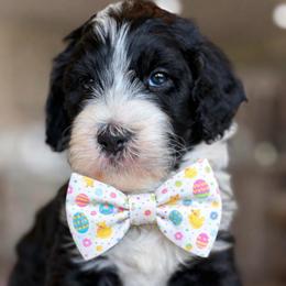 Ian - Tri-color male Bernedoodle puppy in Yuciapa, California from AlltheDoodlez_
