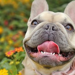French Bulldogs from Sonia Orozco
