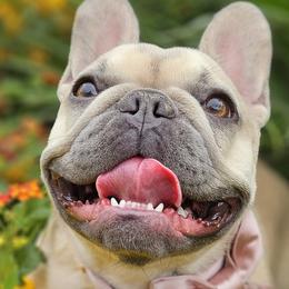 French Bulldogs from Sonia Orozco