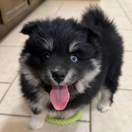Nyx - Black female Pomsky puppy in Raymondville, Missouri from Pampered Pomskies