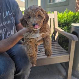Spark - Parti female Goldendoodle puppy in Layton, Utah from Lauralyn's Goldendoodles
