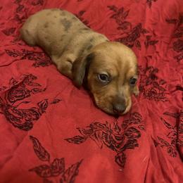 Big Red - Dapple male Dachshund puppy in Norman, Oklahoma from Mother of Dachshunds