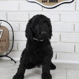Slinky - Black male Labradoodle puppy in Bryantown, Maryland from Doodles on Duty