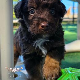 LaLa - Red phantom female Aussiedoodle puppy in Vinemont, Alabama from Cotton Country Kennels