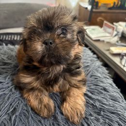 Female 1 Oreo - Brindle female Shorkie puppy in Albemarle, North Carolina from Wilson Kennel