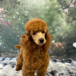 Kevin - Red  male Poodle puppy in Vilonia, Arkansas from Donna’s Pretty Poodles