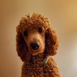 Rojo - Poodle