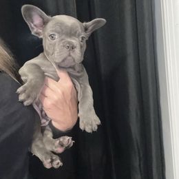 Blue girl - Blue female French Bulldog puppy in Alexandria, Virginia from Boss Lady Kennel