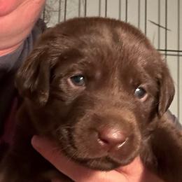 Dark Pink Girl - Chocolate female Labrador Retriever puppy in Rock Hill, South Carolina from North Star Retrievers