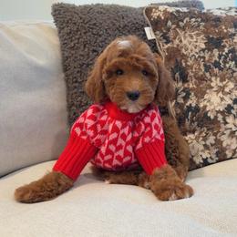 Bella - Red  female Goldendoodle puppy in Anaheim, California from Cuddle Bear Doodles