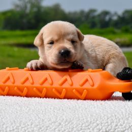 Pink collar - Yellow female Labrador Retriever puppy in Gober, Texas from Trigger Time Kennels