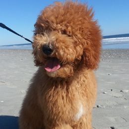 Aspen - Australian Labradoodle