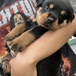 Rottweiler Puppies from Vonbart Rottweilers