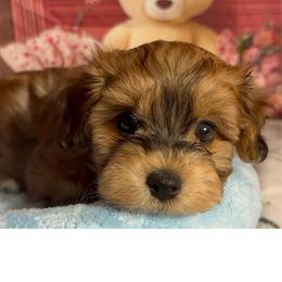 Champ - Red sable male Havanese puppy in Clermont, Florida from Country Sweet Havanese and Creative Coaching