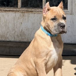 Teal collar - Fawn male Cane Corso puppy in Waxahachie, Texas from A&M Kennels