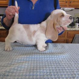 Mojo - Lemon and white male Basset Hound puppy in Francesville, Indiana from Sandyhill Basset Hounds