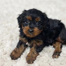 Mile - Black male Cavapoo puppy in Bourne, Massachusetts from Shih Tzu Pups