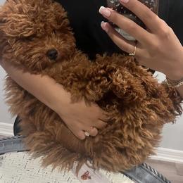 Goldendoodle and Poodle All Grown Up from Doodles & Poodles by Tiki