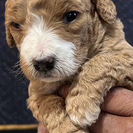 Goldendoodles from Bryce Valley Breeding