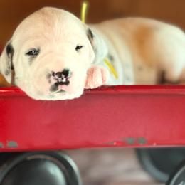 Female puppy pick 2 out of 3 - White and black female Dalmatian puppy in Hawkins, Texas from Snow Dalmatians