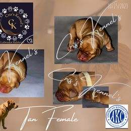 Labrador Retriever Puppies from Cris's Kennel's