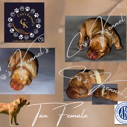 Labrador Retriever Puppies from Cris's Kennel's