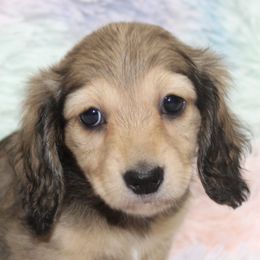 Dachshunds from Little Paws Doxies, LLC