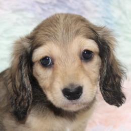 Dachshunds from Little Paws Doxies, LLC