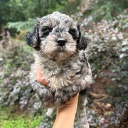 Sky - Merle female Yorkipoo puppy in Henderson, North Carolina from Dorans Danes and Doodles