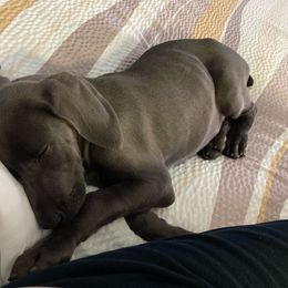 Weimaraner Puppies from Three Oak’s Kennel