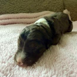 Jackie - Blue merle female Bernedoodle puppy in Rochester, Massachusetts from Harmony Hill Doodles