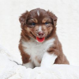 Miniature American Shepherd Puppies from Azure Sky Minis